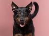adoptable Dog in  named CHURRO CRUMBLE