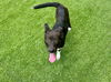 adoptable Dog in  named GIGI