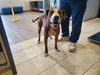 adoptable Dog in  named FENDI