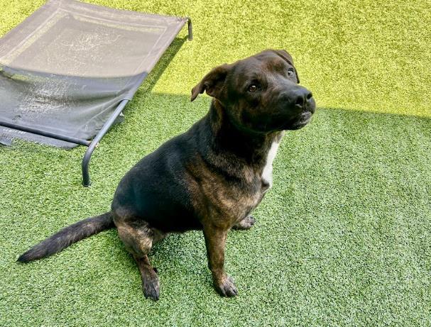 adoptable Dog in Garland, TX named REESES