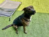 adoptable Dog in  named REESES