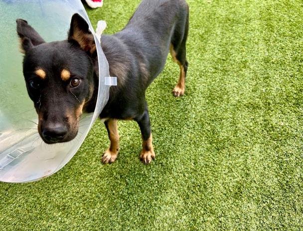 adoptable Dog in Garland, TX named SCUBA*