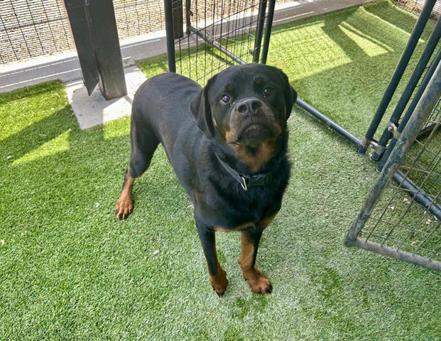 adoptable Dog in Garland, TX named HURRICANE*