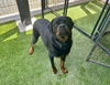 adoptable Dog in  named HURRICANE*