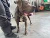 adoptable Dog in  named BILLIE