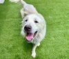 adoptable Dog in  named MR. PICKLES