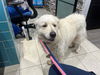 adoptable Dog in  named GRACE