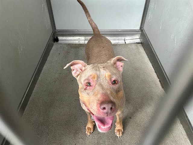 adoptable Dog in Garland, TX named DAISY