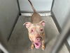 adoptable Dog in  named DAISY