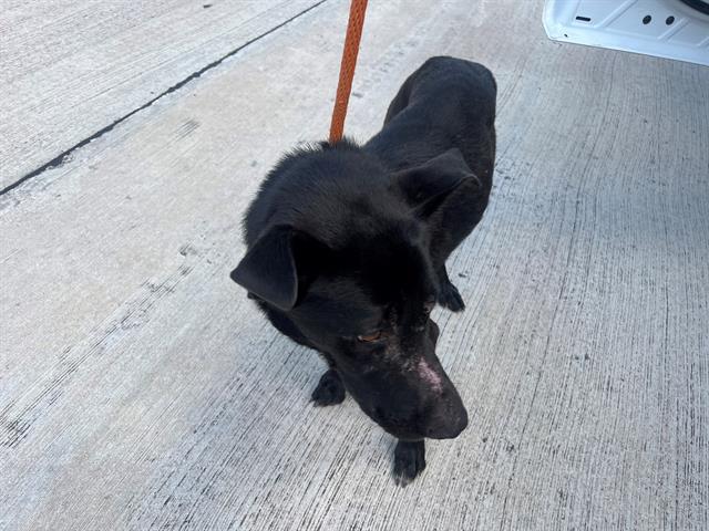 adoptable Dog in Garland, TX named DORY