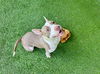 adoptable Dog in  named SHORTCAKE