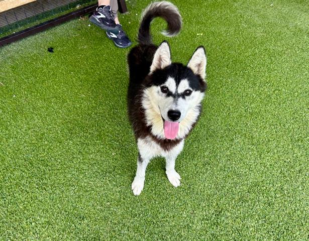 adoptable Dog in Garland, TX named HUSK