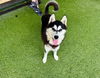 adoptable Dog in  named HUSK