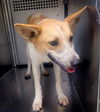 adoptable Dog in  named TASHA