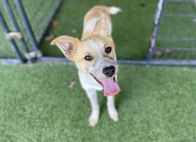 adoptable Dog in Garland, TX named TASHA