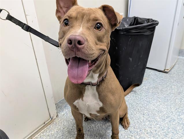 adoptable Dog in Garland, TX named SKYE