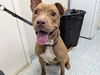adoptable Dog in  named SKYE