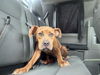 adoptable Dog in  named BAILEY