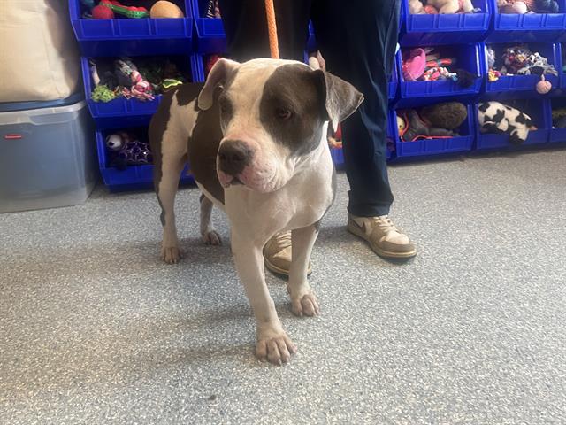 adoptable Dog in Garland, TX named SALSA