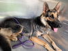 adoptable Dog in  named CUTIE