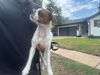 adoptable Dog in  named BIGGIE