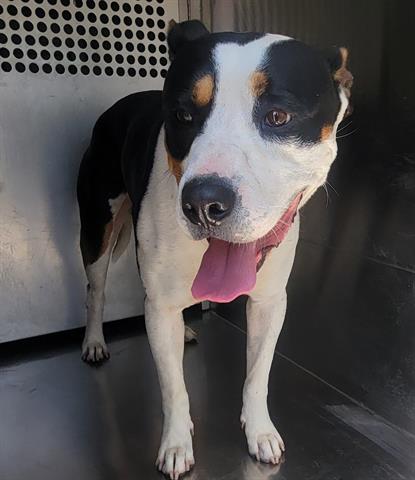 adoptable Dog in Garland, TX named GORDO