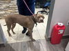 adoptable Dog in  named TITO