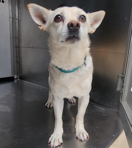 adoptable Dog in Garland, TX named JEZEBEL