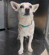 adoptable Dog in  named JEZEBEL