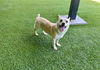 adoptable Dog in  named JEZEBEL