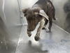 adoptable Dog in  named CANTALOUPE