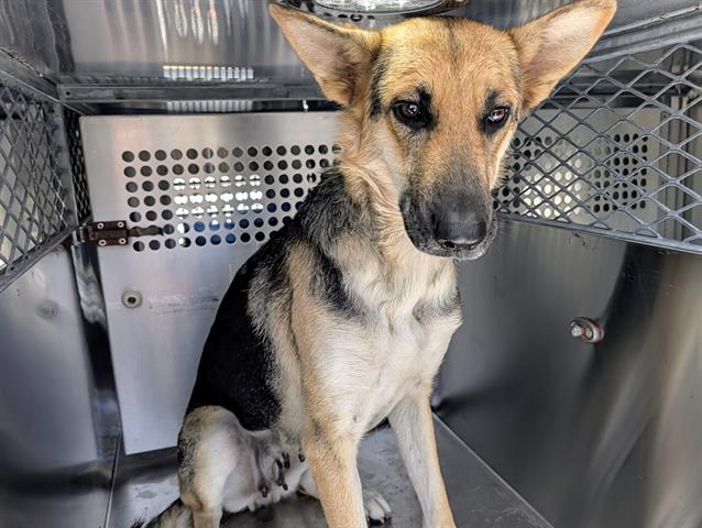 adoptable Dog in Garland, TX named SWAN*
