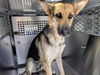 adoptable Dog in  named SWAN*