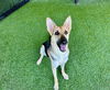 adoptable Dog in  named SWAN*