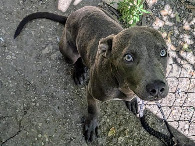 adoptable Dog in Garland, TX named HAZELNUT*