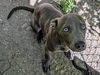 adoptable Dog in  named HAZELNUT*