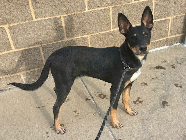 adoptable Dog in Garland, TX named VIKTOWRIAH