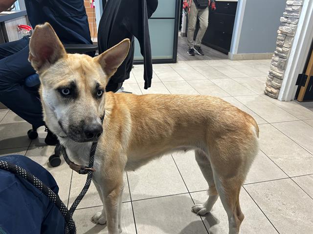 adoptable Dog in Garland, TX named MARA