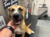 adoptable Dog in  named BIGGIE