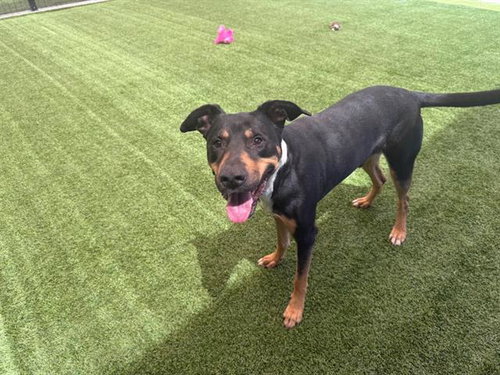 HANK - Doberman Pinscher available for adoption