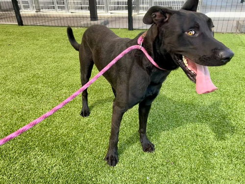 COWBOY* - Labrador Retriever available for adoption