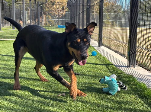 picture of the dog needing adoption