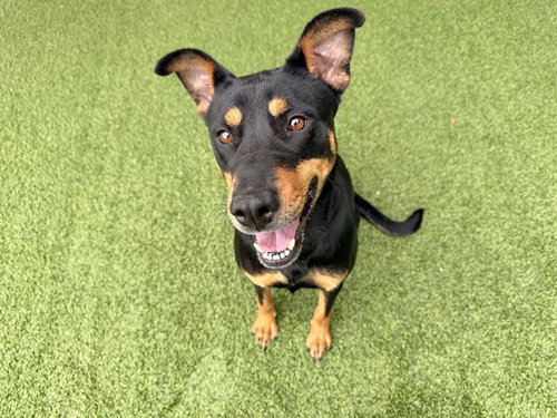 LUNA - Doberman Pinscher for adoption in Garland