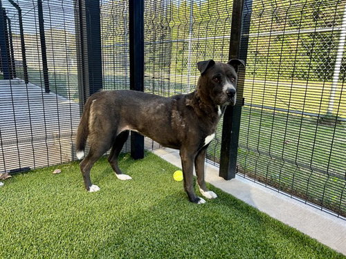 PIPER - Pit Bull Terrier available for adoption