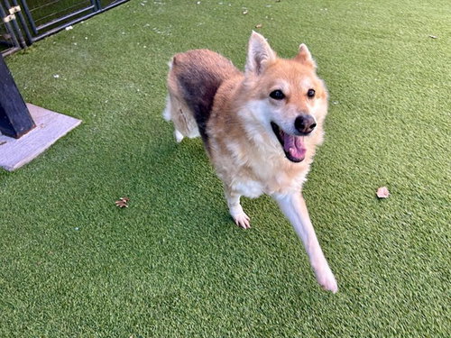 picture of the dog needing adoption