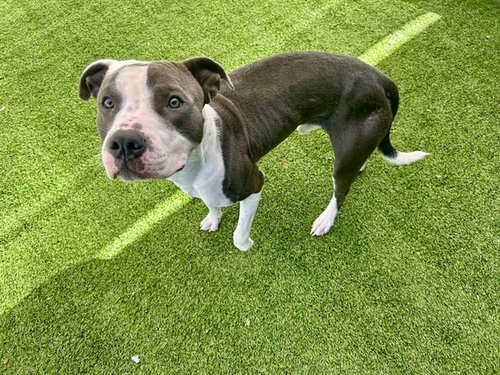 picture of the dog needing adoption
