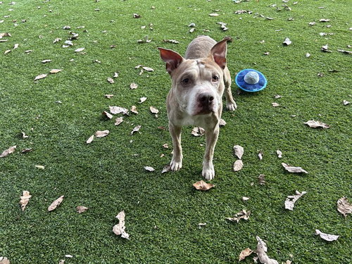 picture of the dog needing adoption