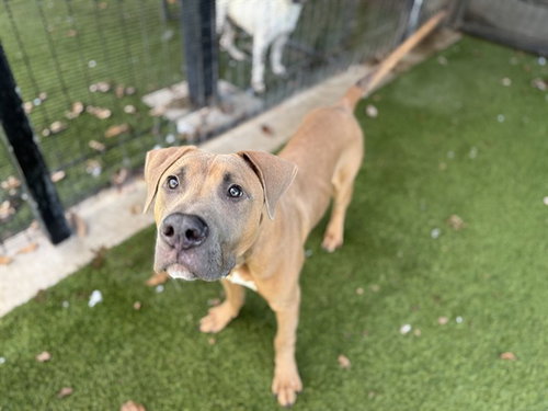 picture of the dog needing adoption