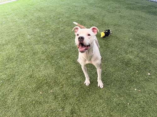 picture of the dog needing adoption