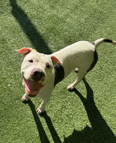 Barbecue - Pit Bull Terrier